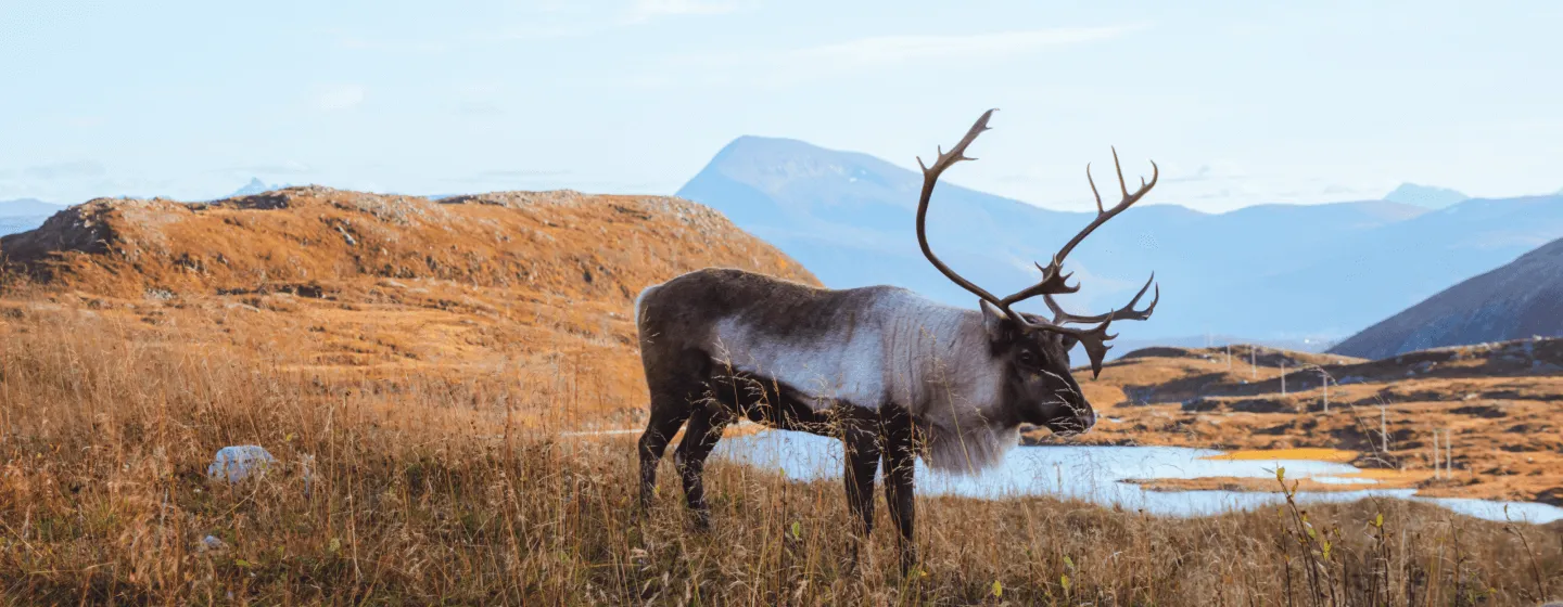 reinsdyr i naturen med Tromsdalstinden i bakgrunnen