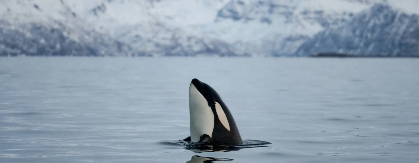 Orca outside of Skjervøy north of Tromsø