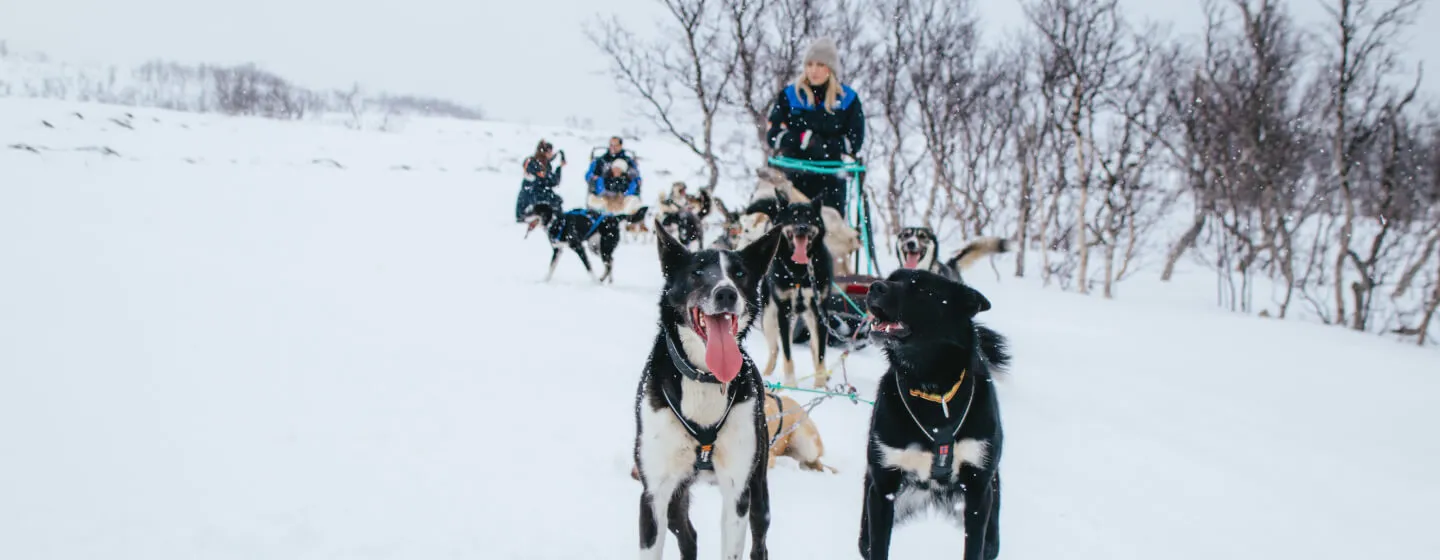 Dog sledding in winter landscape