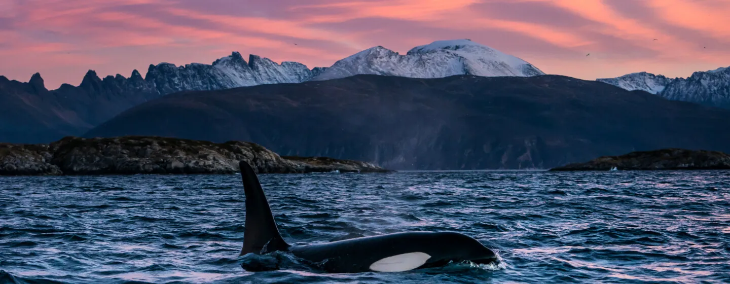 Spekkhugger i Tromsø-regionen