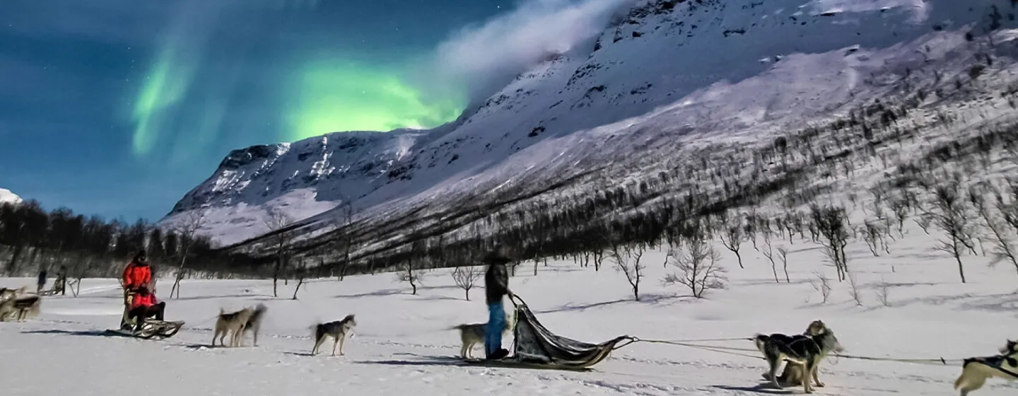 Dog sledding under the northern lights