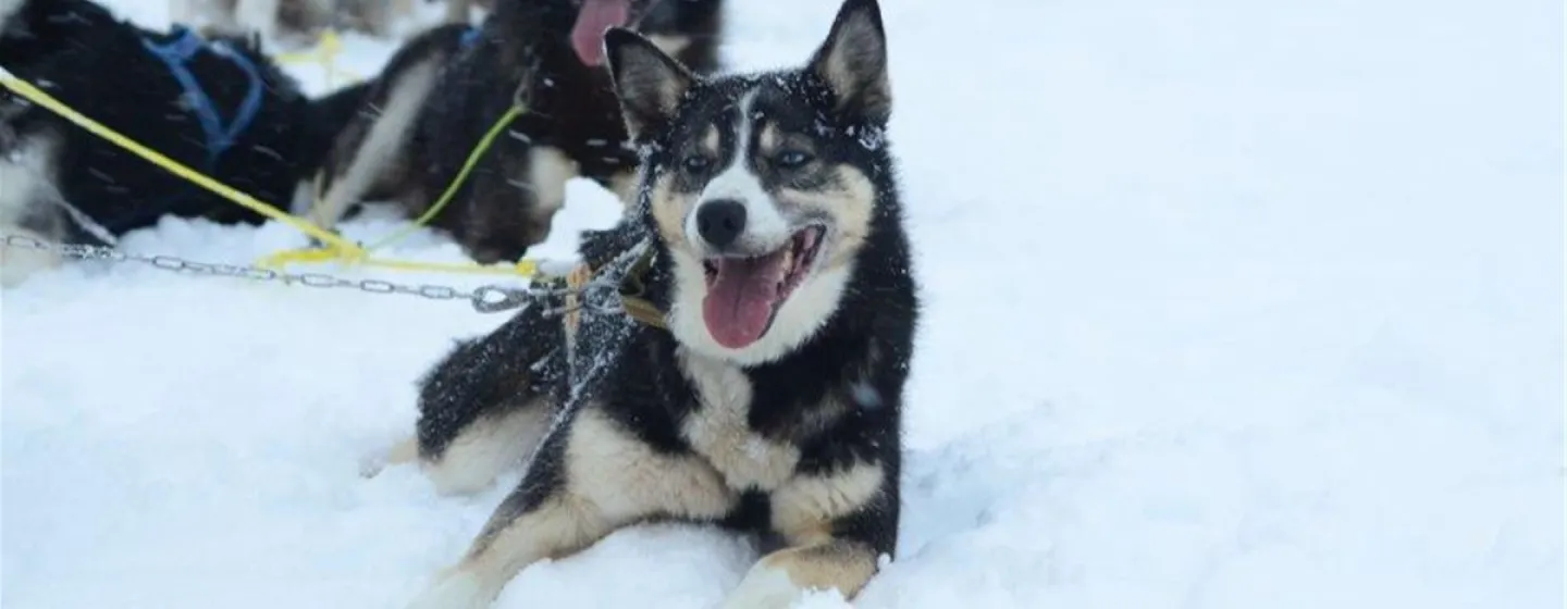 Husky hviler på Activenorth campen