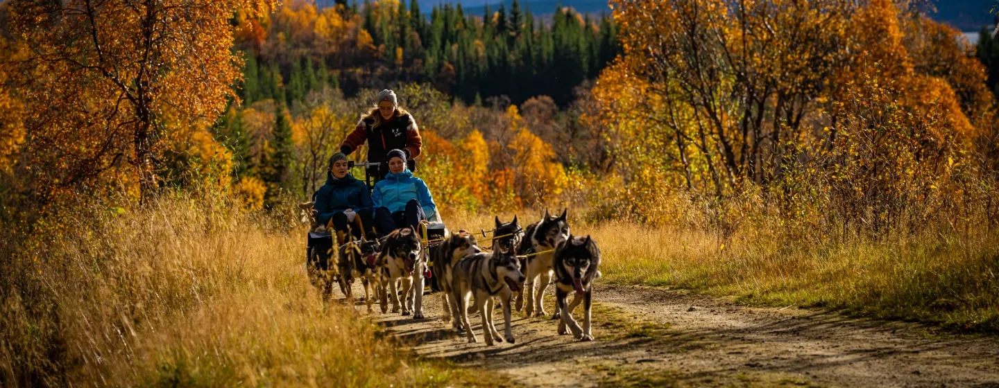 Dog sledding on wheels