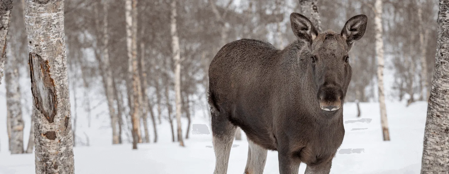 Elg om vinteren i Polar Park i Bardu