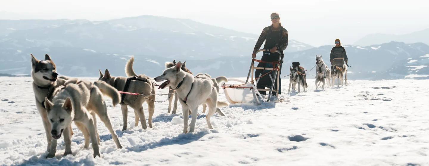 Two sleds being pulled by huskies in the Arctic landscape