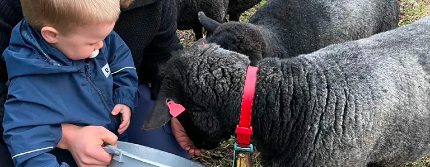 An adult and a child feeding sheep