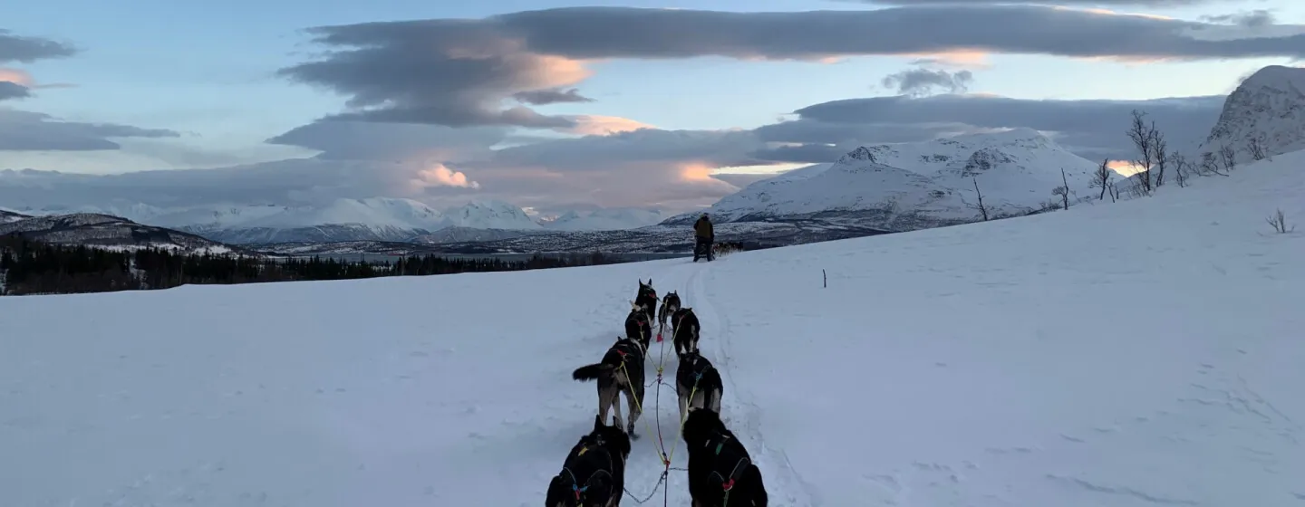 Hundeslede Kvaløya Husky