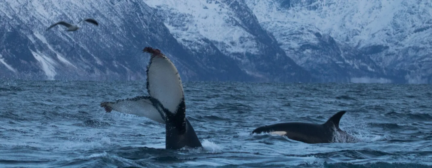 In-water activities with whale Tromso region