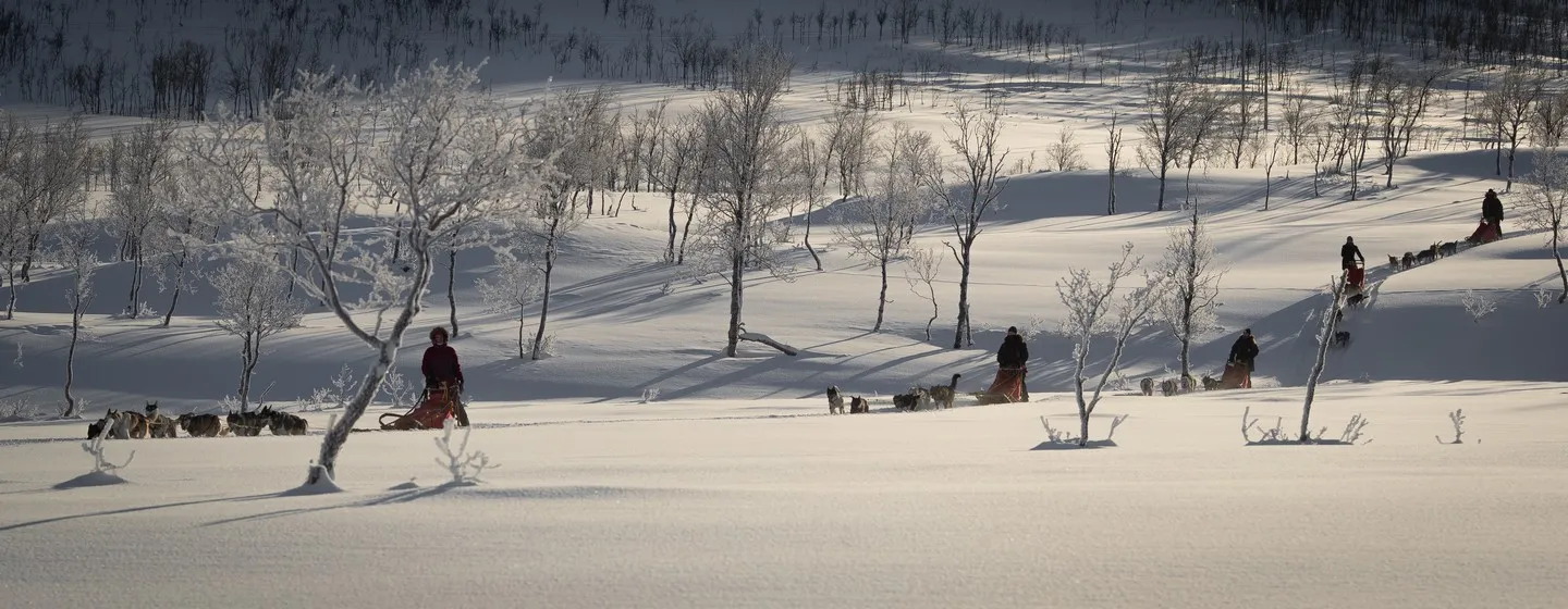 A team og guests dogsledding