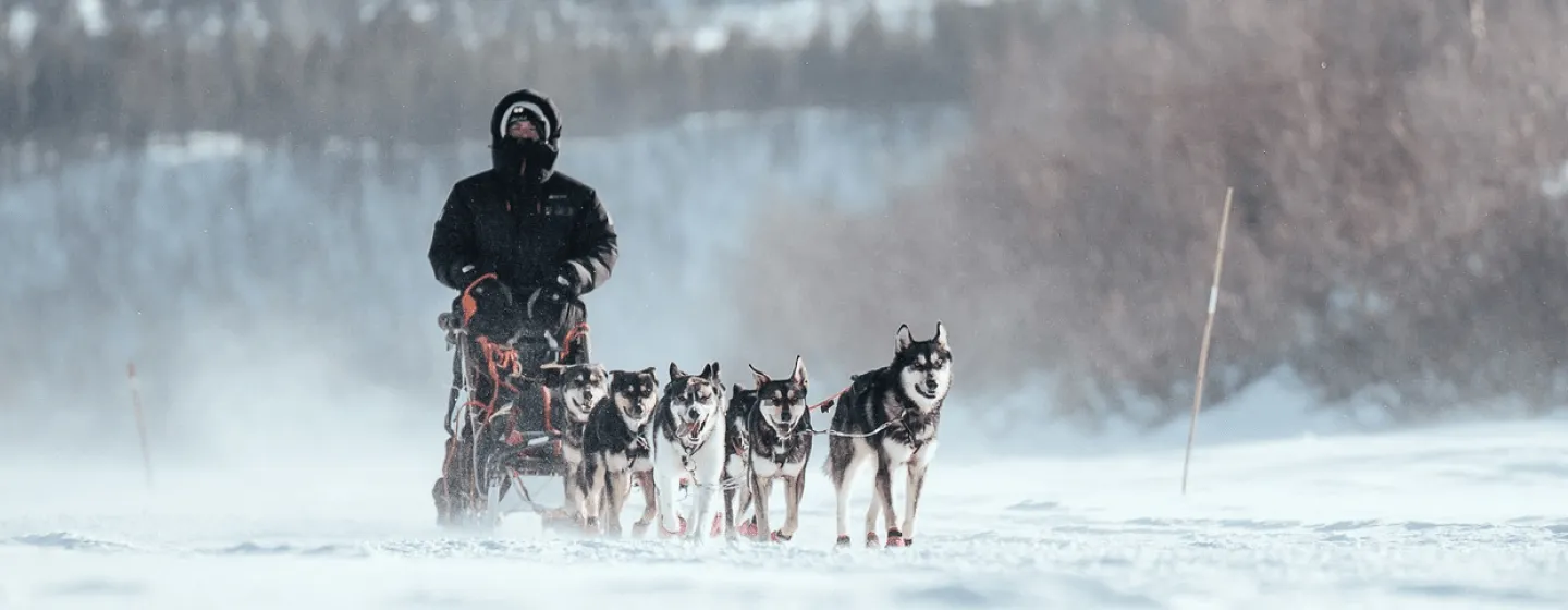 dog sledding  around the Malangen