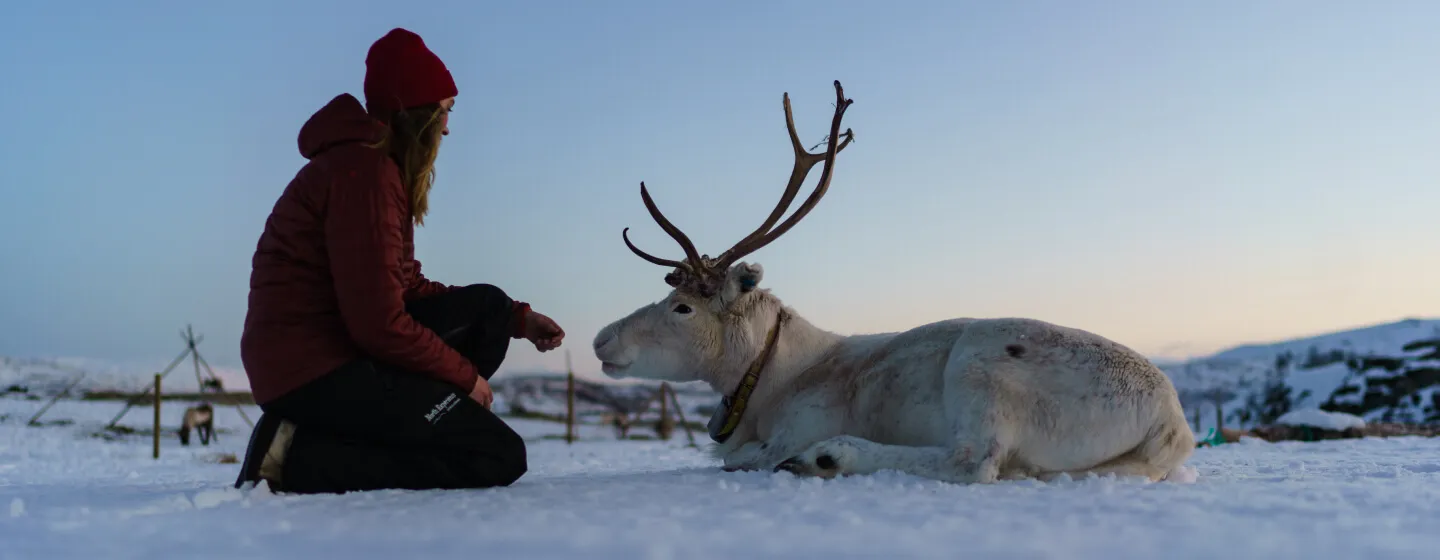 A woman crouches in front of a reindeer lying in the snow.