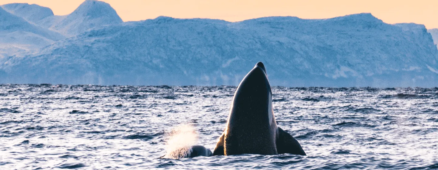 Spekkhugger titter opp av vannet utenfor Skjervøy nord for Tromsø