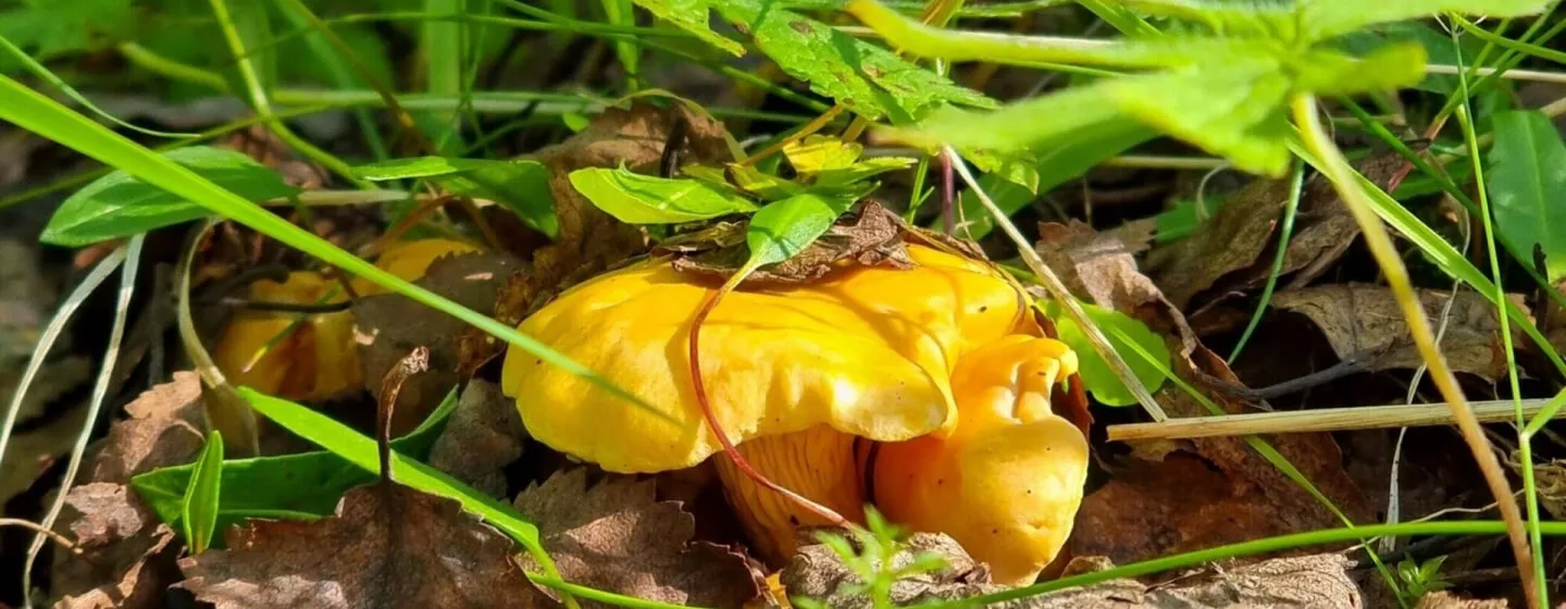 mushroom and berry picking 