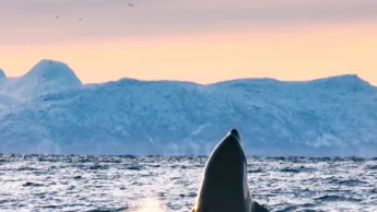 Spekkhugger titter opp av vannet utenfor Skjervøy nord for Tromsø