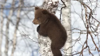 bjørnunge på en bjørk i naturen